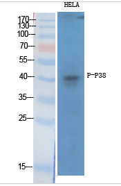 p38 (phospho Thr180/Y182) Polyclonal Antibody