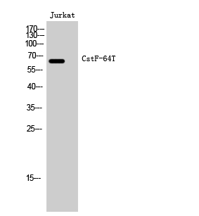 CstF-64T Polyclonal Antibody