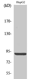 Calnexin (phospho Ser583) Polyclonal Antibody
