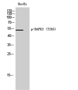 DAPK3 (phospho Thr265) Polyclonal Antibody