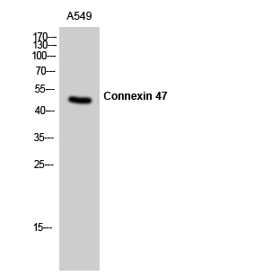 Connexin 47 Polyclonal Antibody