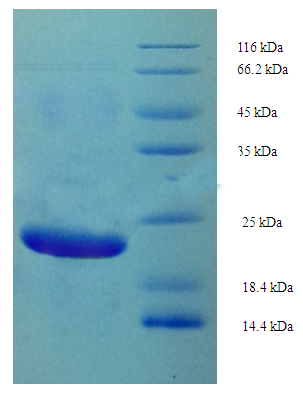 Recombinant Saccharomyces cerevisiae A-agglutinin-binding subunit