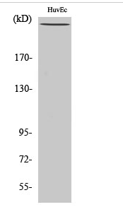 Filamin 1 (phospho Ser2152) Polyclonal Antibody