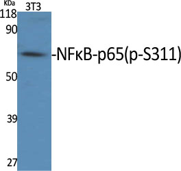 NFκB-p65 (phospho Ser311) Polyclonal Antibody