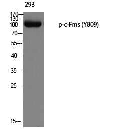 c-Fms (phospho Tyr809) Polyclonal Antibody