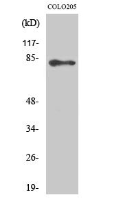 ABCB10 Polyclonal Antibody