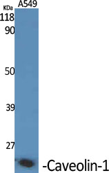 Caveolin-1 Polyclonal Antibody