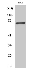 Tau (phospho Ser404) Polyclonal Antibody