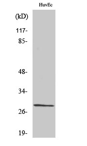 Casein Kinase IIβ Polyclonal Antibody