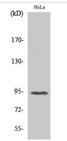 Stat6 (phospho Thr645) Polyclonal Antibody