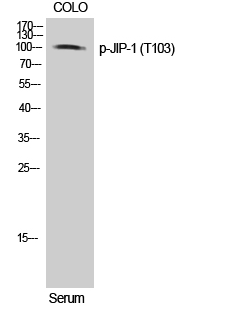 JIP-1 (phospho Thr103) Polyclonal Antibody