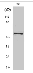 Synaptotagmin 1/2 (phospho Ser309/306) Polyclonal Antibody