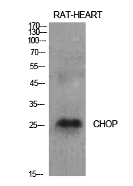CHOP Polyclonal Antibody