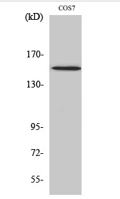 PLC γ1 (phospho Tyr771) Polyclonal Antibody