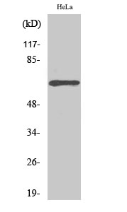 ADCK5 Polyclonal Antibody