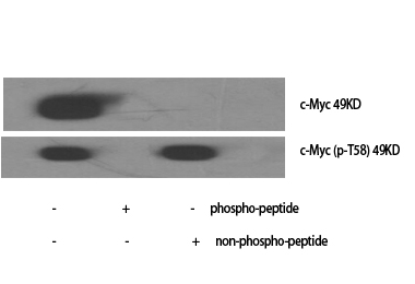 c-Myc (phospho Thr58) Polyclonal Antibody