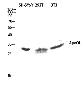 ApoOL Polyclonal Antibody