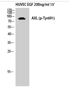 Axl (phospho Tyr691) Polyclonal Antibody