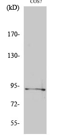 Sp1 (phospho Thr739) Polyclonal Antibody