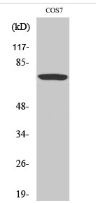 Raf-1 (phospho Ser259) Polyclonal Antibody