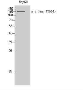 c-Fms (phospho Tyr561) Polyclonal Antibody