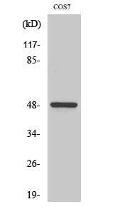 Casein Kinase Iγ1 Polyclonal Antibody