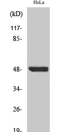 IκB-β (phospho Ser23) Polyclonal Antibody