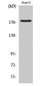 EGFR (phospho Tyr1092) Polyclonal Antibody