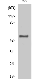 Dok-1 (phospho Tyr362) Polyclonal Antibody