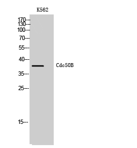 Cdc50B Polyclonal Antibody
