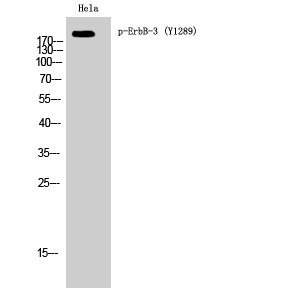 ErbB-3 (phospho Tyr1289) Polyclonal Antibody