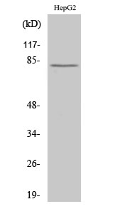 Calpain 11 Polyclonal Antibody