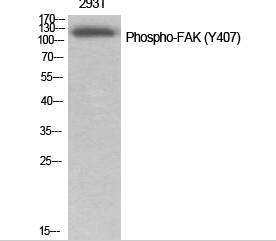 FAK (phospho Tyr407) Polyclonal Antibody