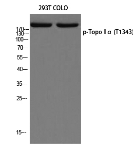 Topo IIα (phospho Thr1343) Polyclonal Antibody