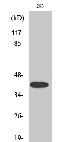 MEK-4 (phospho Ser80) Polyclonal Antibody