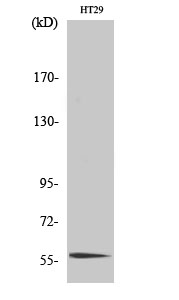 CLK4 Polyclonal Antibody