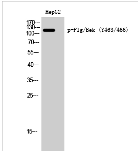 Flg/Bek (phospho Tyr463/466) Polyclonal Antibody