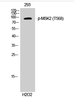 MSK2 (phospho Thr568) Polyclonal Antibody