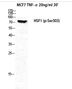 HSF1 (phospho Ser303) Polyclonal Antibody