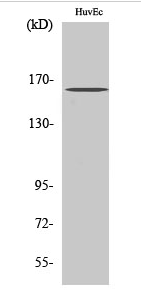 Bcr (phospho Tyr177) Polyclonal Antibody