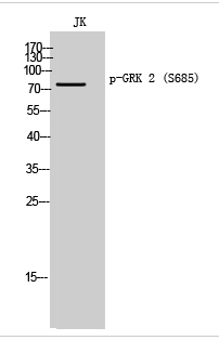 GRK 2 (phospho Ser685) Polyclonal Antibody