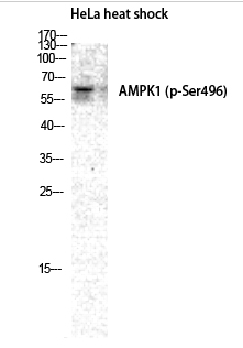 AMPKα1 (phospho Ser496) Polyclonal Antibody