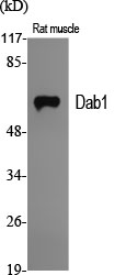 Dab1 Polyclonal Antibody