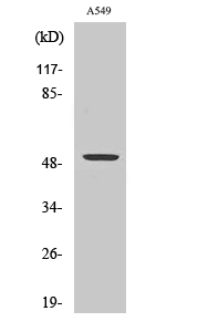 CPM Polyclonal Antibody