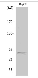 IKKα/β (phospho Ser180/181) Polyclonal Antibody