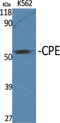 CPE Polyclonal Antibody