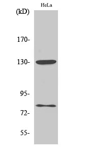 Adducin α/β (phospho Ser726/713) Polyclonal Antibody