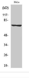 LIMK-1/2 (phospho Thr508/505) Polyclonal Antibody