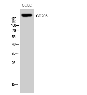 CD205 Polyclonal Antibody