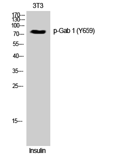 Gab 1 (phospho Tyr659) Polyclonal Antibody